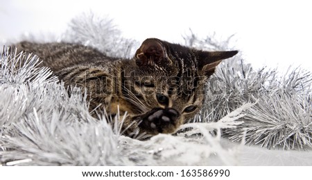 cat, gift, Christmas, snow, grey, Santa Claus. winter, silver, white