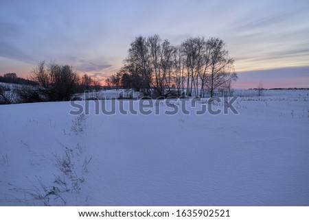Winter landscape-frosty trees in a snow-covered birch forest on a Sunny morning. Calm winter nature in sunlight