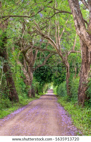 The long way of road beside big green trees like tree tunnel way. Tanzania, east Africa.