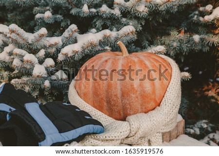 Autumn still life on the snow. A round ripe orange pumpkin lies on a white snow cover. A woolen scarf is wound around the pumpkin. Near a pair of warm gloves


