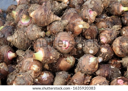 Group of fresh taro vegetable pile called Colocasia esculenta in scientific name, stcking raw Taro in local market. Pile of fresh taro root retail sale in street market. taro backgound top view. Royalty-Free Stock Photo #1635920383