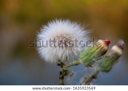 Name : Scientific Name: Emilia sonchifolia Location: Pune. Description: Herb with a unique wind dispersal ability 