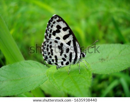 The Common Pierrot (Castalius rosimon rosimon) is a small butterfly found in India that belongs to the Lycaenids or Blues family. Khadakvasla dam, India. 