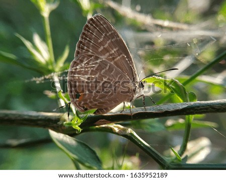 A small butterfly attached to a spider's web Royalty-Free Stock Photo #1635952189