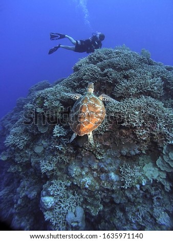 Turtle swimming over coral bommie approaching diver in background. Good shell detail and highlight of turtle.