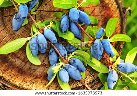 Berries on the bush during harvest. Blue Honeysuckle (Lonicera caerulea) - deciduous shrub with edible fruits in a dark blue color. Royalty-Free Stock Photo #1635973573