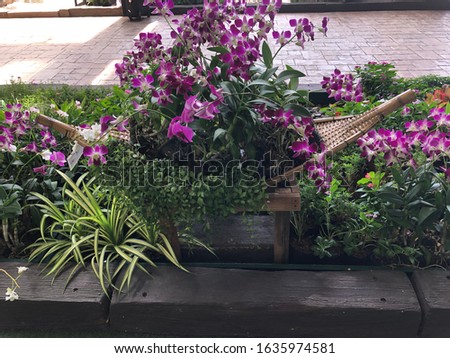 Pictures tropical flowers, blooming orchids
