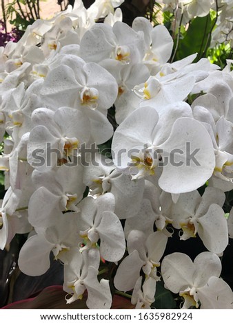 Pictures tropical flowers, blooming orchids