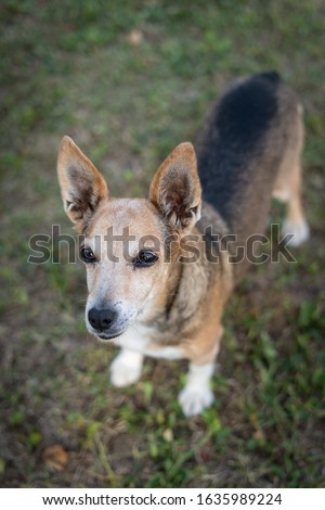 A vertical high angle closeup shot of a cute dog standing on the soil
