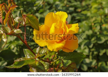 Beautiful elegant roses in the garden