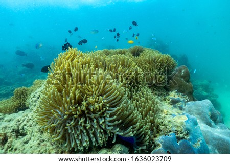 Beautiful anemone and clown fish in the shallow sea in Phuket, Thailand.