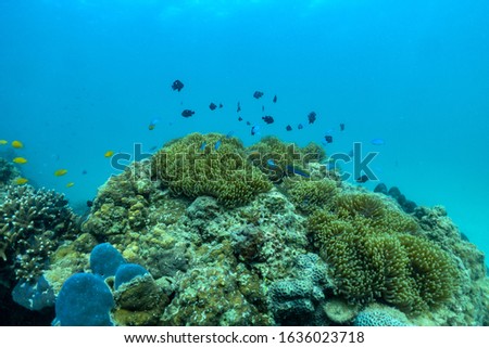 Beautiful anemone and clown fish in the shallow sea in Phuket, Thailand.