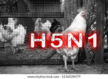 Epidemic disease of chicken flu h5n1. Chinese pandemic danger. Animals virus to people. Cock near the cage. Royalty-Free Stock Photo #1636028479
