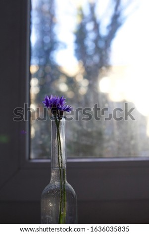 Two blue beautiful corn flowers, Centaurea cyanus in small glass bottle by the sunny window