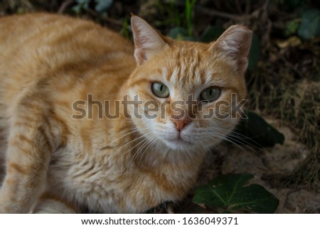 Portrait of a ginger cat. 