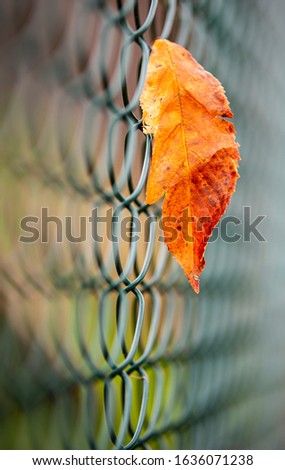 Autumnal colored leaf trapped in a net
