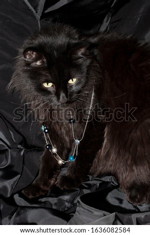 black fluffy cat with beads