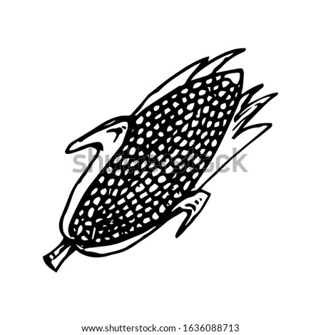 Corn hand drawn vector illustration 