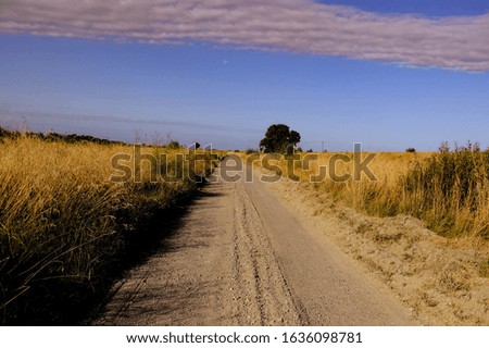 Country road in the field of brown grass with sunset light background. Golden grass road image.