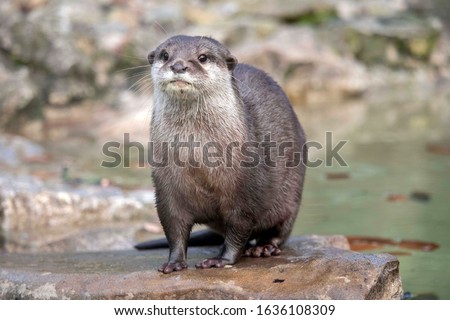 Portrait of a female Asiatic Short-Clawed Otter, Minnie (Amblonyx cinereus) Royalty-Free Stock Photo #1636108309