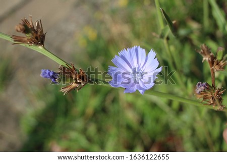 Close up picture of a purple flower (blue sow-thistle) in the wild in summer