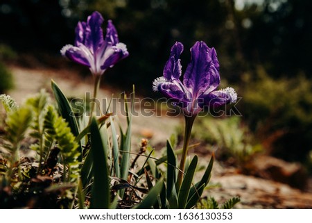 Two beautiful wild purple irises listed in the Red Book of Russia. They grow in the southern regions of Russia. Photographed in the village of Sukko, Krasnodar Territory.