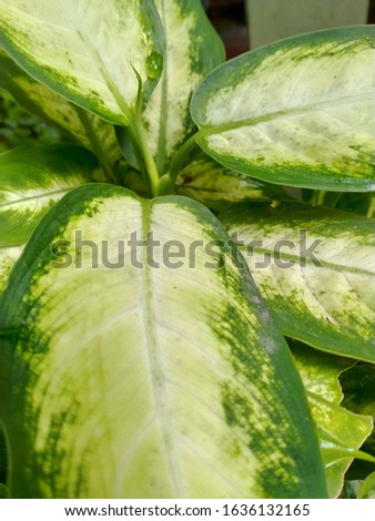 Aglaonema leaves in two colors reveal the bones of the leaves