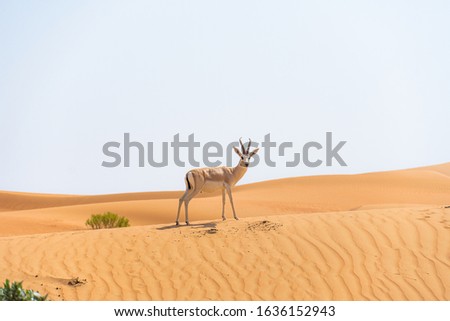 Wildlife shot of gazelles in the open desert in Abu Dhabi looking into camera in it's natural habitat Royalty-Free Stock Photo #1636152943
