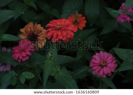 the colorful zinnia flower in a flower garden