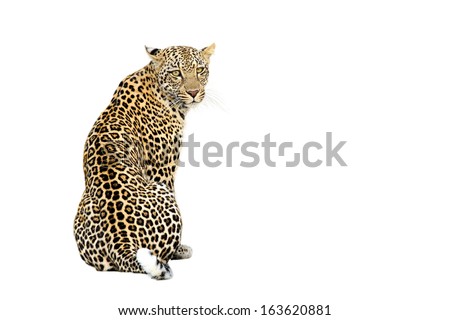 Sitting Leopard with piercing eyes Isolated on White Background