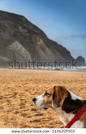 Beagle dog profile portrait close up, on the background of idyllic sandy beach, calm ocean and dramatic rock cliffs.