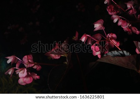 easy gardening red white beautiful begonia flowers isolated in black macro photography