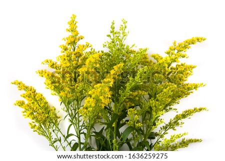 Yellow flowers bouquet isolated on white background