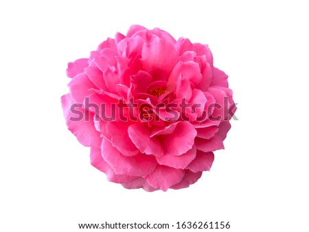 Damask rose, Pink damask rose, Summer damask rose. Pink damask rose isolated on white background. Royalty-Free Stock Photo #1636261156