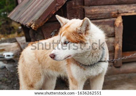 cute young husky dog near wooden doghouse