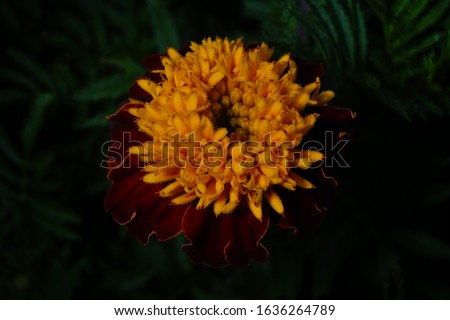 close up macro photography orange yellow dahlias flowers bloom blossom high resolution detail isolated in black top beauty and easiest flowers for home gardening