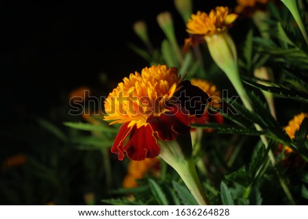 close up macro photography orange yellow dahlias flowers bloom blossom high resolution detail isolated in black top beauty and easiest flowers for home gardening