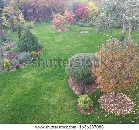 Autumn garden composition-trimmed willow Bush and decorative Apple tree. The barrel circles are covered with mulch.
