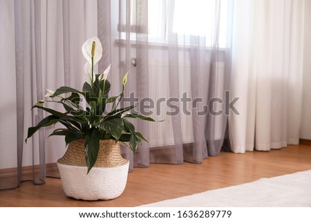 Beautiful peace lily in wicker pot near window indoors. Interior design idea Royalty-Free Stock Photo #1636289779