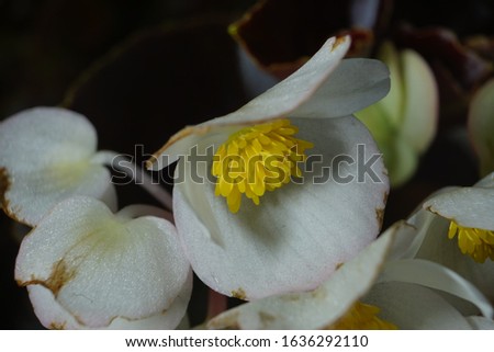 easy flowers for home gardening red pink white begonia flowers high resolution detail close up macro photography