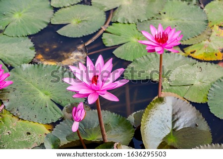 pink water lily in pond, digital photo picture as a background