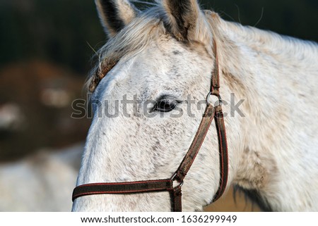 Head and details of a beautiful horse
