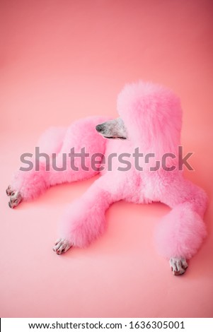 Standard Poodle with dyed neon pink fur posing in front of a pink background
