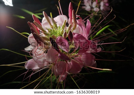 top best free cleome spider flowers bloom blossom easy for home gardening farming isolated in black closeup macro photography high resolution detail 