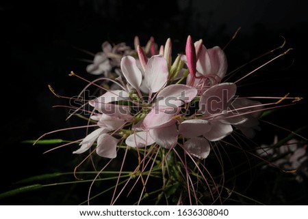 top best free cleome spider flowers bloom blossom easy for home gardening farming isolated in black closeup macro photography high resolution detail 