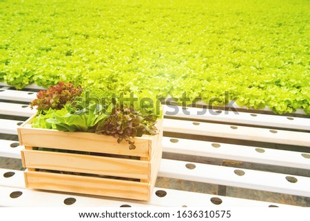 Wooden box of fresh vegetable green cabbage,red lettuce picking up from organic hydroponic greenhouse farm,healthy food for healthy life concept.