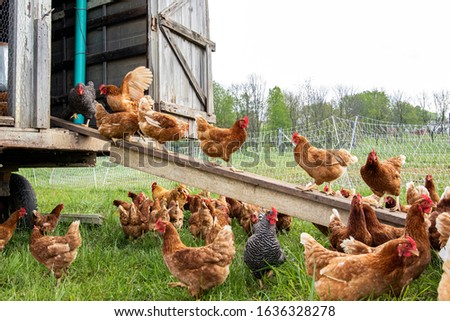 Free Range Chickens Enjoying Outside Royalty-Free Stock Photo #1636328278