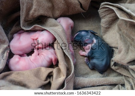 Three newly born baby bunnies are lying on a brown cloth.