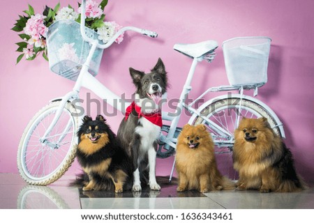 beautiful dogs spitz and border collie posing in the studio on a background of a bicycle spring love valentine’s womens day