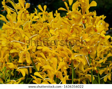 Close up of yellow Mokara orchid with green leaves in the botanical garden